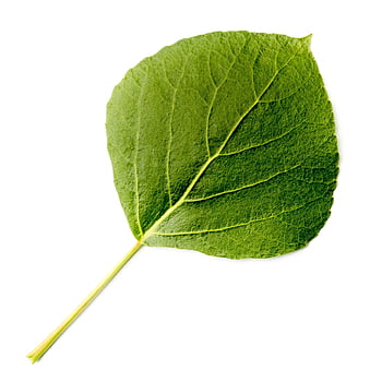 list, listnatý strom, strom, listy, Příroda, černý topol, topol