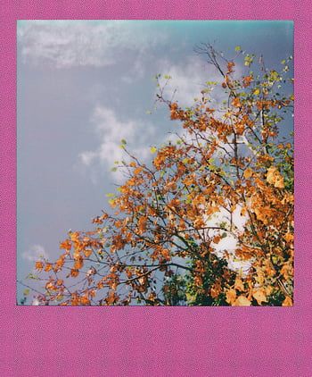autumn trees, colorful autumn leaves, bright blue sky, scattered clouds, pink frame, Polaroid picture, fall foliage, tree branches, outdoor scene, nature photography, vibrant colors