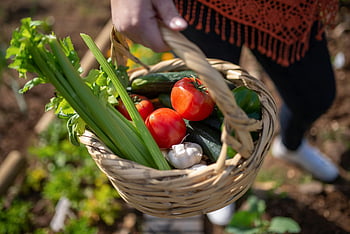 čerstvá zelenina, biozeleniny, košík, venku, detail, rajčata, okurky, celer, česnek, farmě čerstvé, zahradní sklizeň