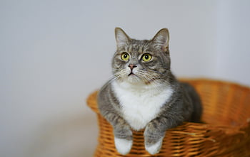 European Shorthair cat, woven basket, adorable cat, sitting cat, curious cat, calm cat, basket cat, pet photography, cute animals, indoor pets, feline portraits