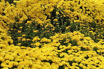 chrysanthemum Festival, flavor, autumn, swarm