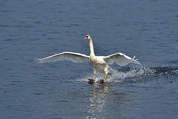 swan, bird, nature, wings, flight, feathers, plumage, ornithology, white Swan, waters, pond