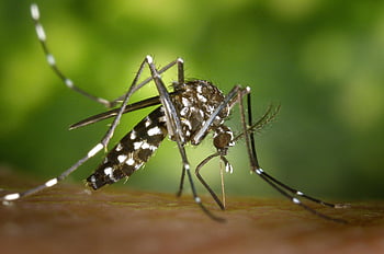 Black White Mosquito, Aedes albopictus, macro capture, human skin, detailed photo, mosquito image, insect photography, close-up shot, entomology, wildlife photography, nature closeup