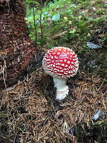 mushroom, fly Agaric, forest, toadstool, fly Amanita, red Mushroom, fungus, toxic, forest Mushroom, forest Floor, nature