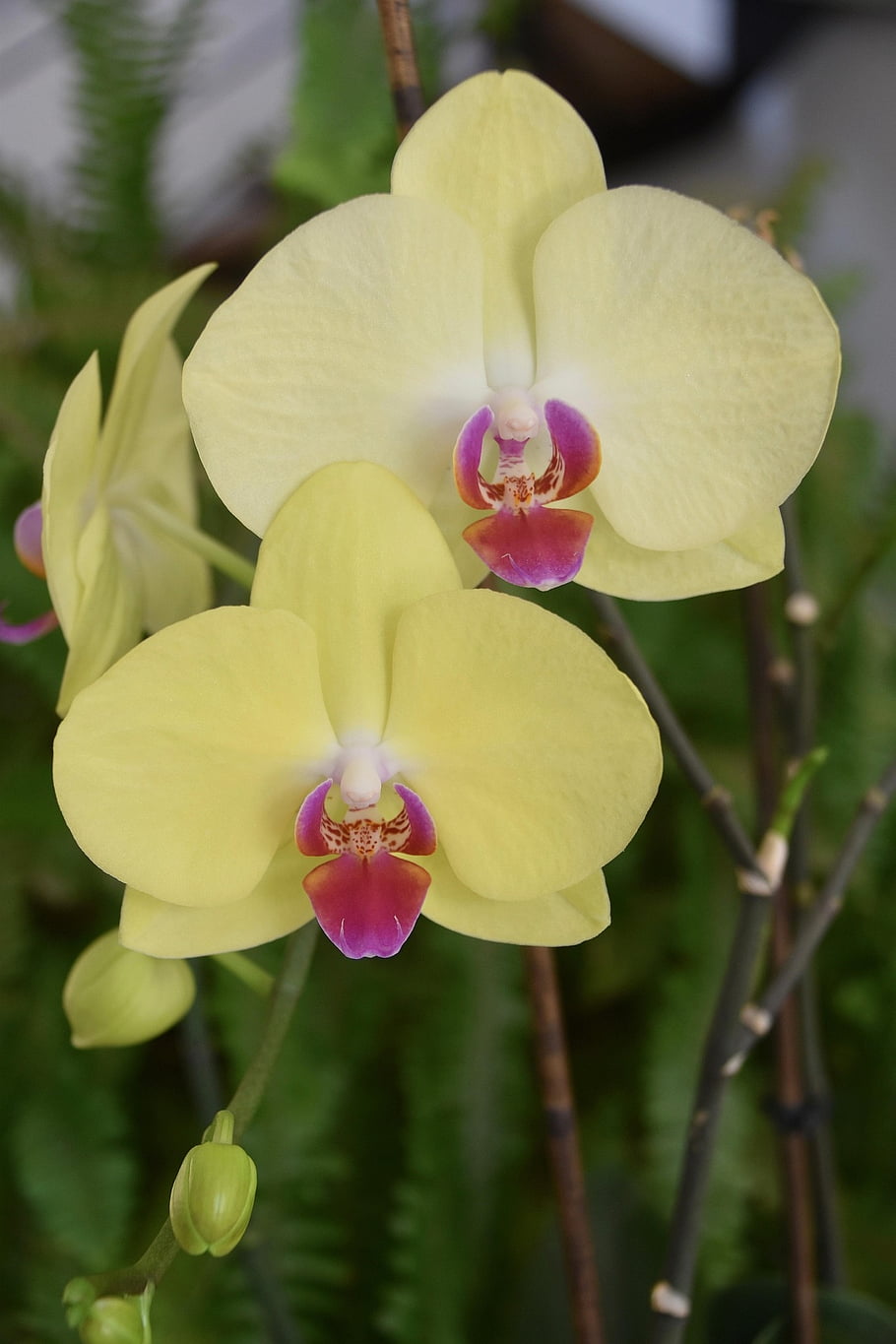 květ, orchidej květ, orchidej žlutá barva, tlačítko orchidej, krásné květiny, květinové tapety, květinové pozadí, dekorativní rostlina, Nabídnout, botanický, Příroda