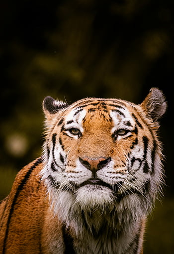 Tiger, Nahansicht, detailliertes Porträt, Auffällige Merkmale, faszinierende Augen, Tigergesicht, Tiger Streifen, Tierfotografie, große Katze, Naturfotografie