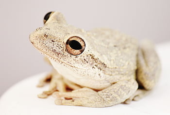 カエル、 ヒキガエル、 両生類、 自然、 木のカエル、 動物、 野生動物、 生き物