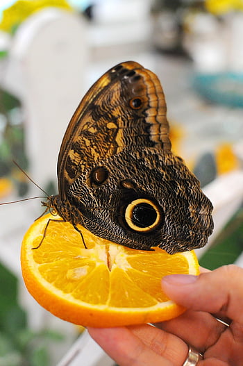 butterfly, insect, orange, eyes, brown, texture, nature, owl
