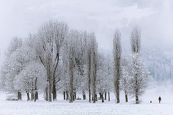 háj, scéna lesního sněhu, sníh les, Příroda, zasněžený, les, sníh, stromy, sněhové scény, heilongjiang, xuexiang
