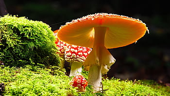 mushrooms, fly Agaric, moss, toadstools, red Mushrooms, fungus, forest, nature, forest Floor, fall, agaric