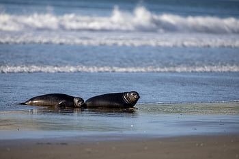 foca, animale, spiaggia, natura, selvaggio, acquatico, oceano, elefante, insieme, sabbia, mammifero