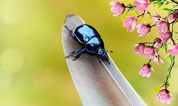 カブトムシ、 鳥の羽、 花の壁紙、 花の背景、 アンテナ、 モデル、 庭園、 フローラル、 明るい、 動物たち、 自然