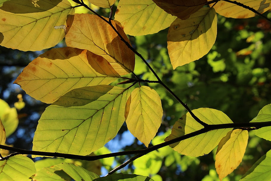 autumn, leaves, foliage, autumn Leaves, autumn Foliage, autumn Season, fall Foliage, fall Leaves, nature
