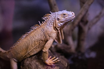 kadal, iguana, reptil, hewan, eksotik, naga, makhluk, alam, tropis, bersisik, liar