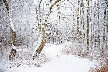 skog, sti, vinter, snø, trær, frost, frossen, kald, snowy, vinterlig, skogen