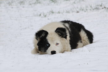 chraplavý, sibiřský, tažný pes, sníh pes, zvíře, portrét psa, hybridní, Huskymix Yakutian Laika, závod, čistokrevný pes, psů
