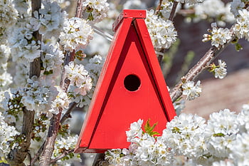 bird House, triangular, red, shining, cherry Tree, cherry Blossom, color Contrast, white, paint, glittering, light
