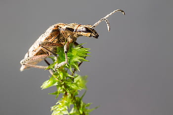 kumbang longhorn berbintik hitam, kumbang, serangga, hama, hewan, kecil, invertebrata, arthropoda, margasatwa, alam, makro
