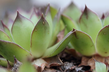 plants, succulents, houseleeks, flora, nature, greenery, decorative, decor
