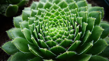 succulento, fiori, pentola, vaso di fiori, natura, sfondo di fiori, bellissimi fiori, botanica, fioritura, flora, carta da parati floreale