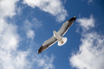 gabbiano, Norvegia, natura, Oslo, uccello, Scandinavia, animale, cielo, volante, ala, Europa