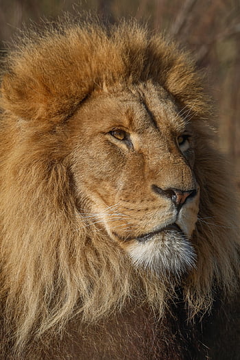 lion, big Cat, animal, feline, predator, hunter, wildlife, nature