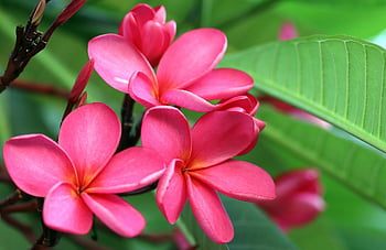 plumerias, flori, fundal de floare, frangipani, roz flori, petale, floare tapet, roz petale, flori frumoase, a inflori, inflori