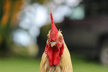 rooster, selective focus, close-up portrait, vibrant red comb, natural background, detailed shot, animal photography, farm animal, poultry, outdoor scene, bird