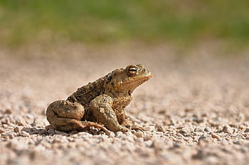 common Toad, nature, bufo Bufo, amphibian, toad Migration, spring, animal, portrait
