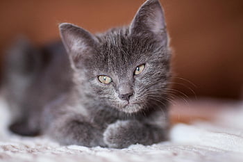 grå kattunge, närbild fotografi, bedårande kattunge, mjuk yta, Söt päls ansikte, lugna uttryck, grå katt, kattunge vila, fluffig kattunge, husdjur fotografering, djurfotografi