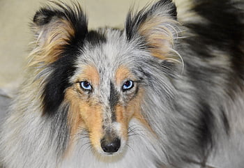 dog, shetland Sheepdog, young Dog, purebred Dog, animal, pet, bitch Nobility Blue, dog Portrait, muzzle, black Truffle, nature