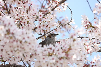 flowers, cherry Blossom, bird, korean Flower, brown Eared Bulbul, nature, spring, seasonal, bloom, flower Wallpaper, blossom