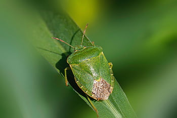 insect, entomology, bug, closeup, flora, flower, green Shield Bug, macro, minstrel Bug, plant, shield Bug