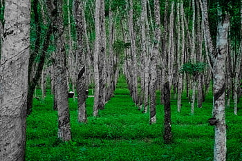 fotografia krajobrazowa, las, bujna zieleń, wysokie drzewa, Proste pnie drzew, spokojny widok, zielony las, Natura, na wolnym powietrzu, lesisty teren, wegetacja