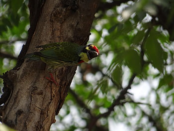 woodpecker, bird, tree, animal, feathers, plumage, wildlife, trunk, nature, birdwatching