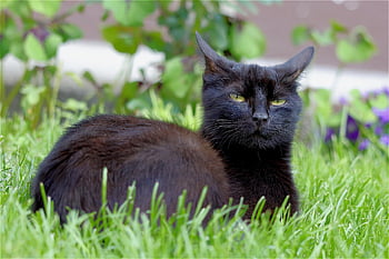 cat, black, pet, animal, cat Eyes, domestic Animal, nature, puss, evil, garden, whiskers
