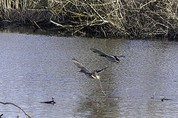mallard Duck, duck, wild Ducks, teal, bird, birds, water Bird, swim, water, lake, wildlife