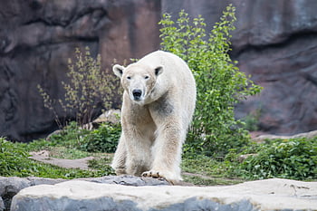 zoo, icebear, animal, polar Bears, polar Bear, nature