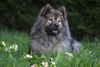 Pes, Eurasier Plinn, eurasier, zvíře, rozkošný, savec, psí, domácí zvíře, Příroda