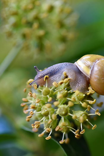 snail, mollusk, garden, snail Species, sleeve, animal, wildlife, nature, close Up, macro