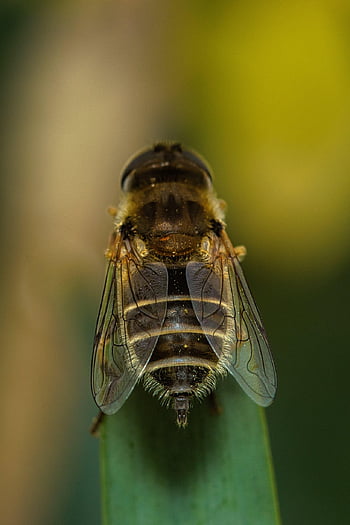 fly, insect, wings, closeup, eristalis, eristalis Arbustorum, green Leaf, insect Wings, macro, nature, pollinator
