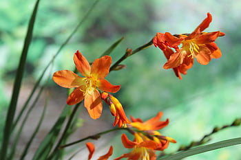 montbretia, květiny, oranžové květy, crocosmia × crocosmiiflora, květinové pozadí, květinové tapety, zblízka, krásné květiny, flóra, keř, zahrada
