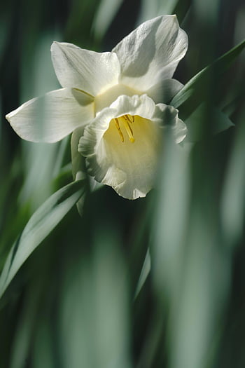 påskelilje, blomst, hvit blomst, blomst bakgrunn, Påskeklokke, blomst tapet, petals, hvite kronblade, blomstre, vakre blomster, vårblomst