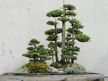 bonsai, tree, plant, nature, green, environment, eco, grow, small, japanese, growth