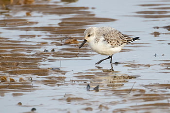 sanderling, beach, sea, sandpiper, nature, coast, wader, sanderlings, animal, water