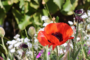 opium, padang rumput, bunga-bunga indah, bunga-bunga, bunga poppy, mekar, berkembang, opium merah, kelopak merah, papaver rhoeas, flora