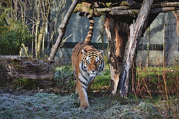 animal, tiger, mammal, carnivores, wildlife, siberian Tiger, predator, big Cat, nature, fauna, tierpark Hellabrunn