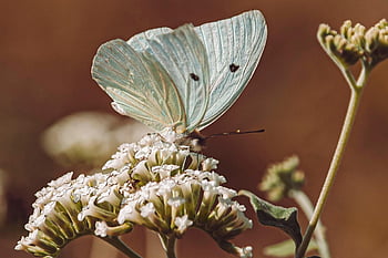Schmetterling, Blume, bestäuben, Blumen Hintergrund, schöne Blumen, Bestäubung, Insekt, geflügeltes Insekt, Schmetterlingsflügel, Blumentapete, blühen