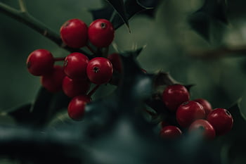 holly, berries, plant, fruits, red Berries, nature, christmas, advent