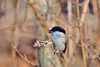 bird, marsh Tit, branch, feed, park, nature